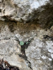 Umbilicus rupestris