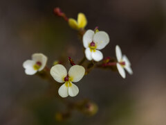 Stylidium piliferum