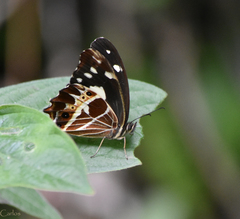 Oxeoschistus tauropolis tauropolis