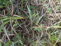 Digitaria mollicoma
