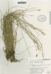Carex retroflexa