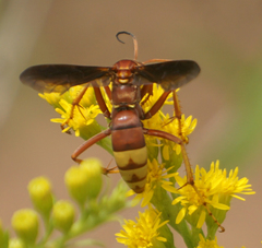 Poecilopompilus algidus