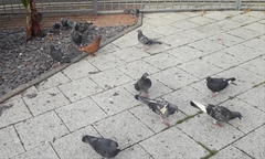 Columba livia domestica