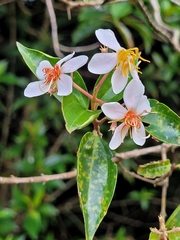 Miconia melinonis