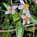 Miconia melinonis - Photo (c) Guillaume Léotard, osa oikeuksista pidätetään (CC BY-NC), lähettänyt Guillaume Léotard