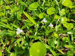 Murdannia loriformis