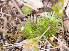 Stylidium piliferum