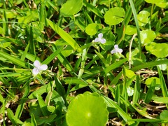 Murdannia loriformis