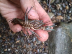 Cambarus