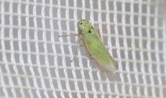 Gloridonus venditarius
