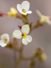 Stylidium piliferum
