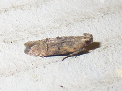 Hypatima