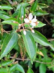 Miconia melinonis