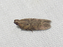 Hypatima