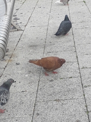 Columba livia domestica