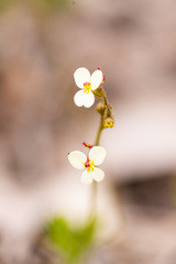 Stylidium piliferum