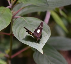 Oxeoschistus tauropolis tauropolis
