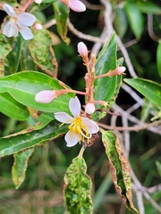 Miconia melinonis
