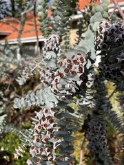 Eucalyptus kruseana