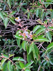 Miconia melinonis