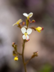 Stylidium piliferum
