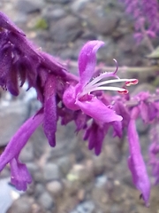 Salvia purpurea