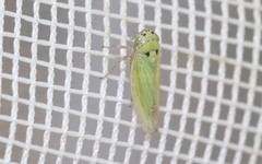 Gloridonus venditarius