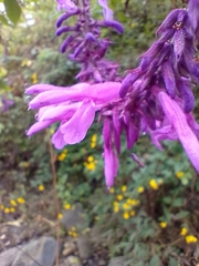 Salvia purpurea