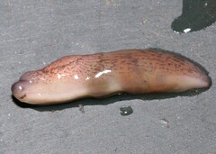 Tandonia kusceri