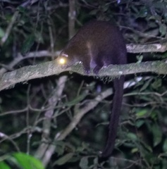 Hemibelideus lemuroides