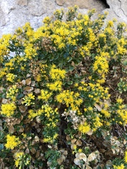 Ericameria cuneata spathulata