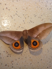 Automeris naranja
