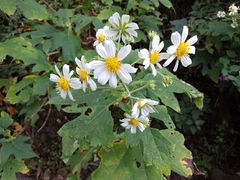 Montanoa grandiflora