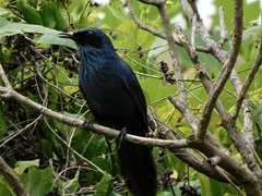 Melanotis caerulescens