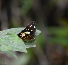 Oxeoschistus tauropolis tauropolis