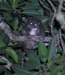 Pseudochirops archeri