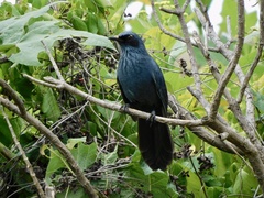 Melanotis caerulescens