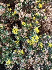 Ericameria cuneata spathulata