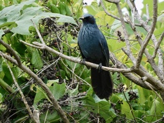 Melanotis caerulescens