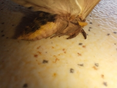 Automeris naranja