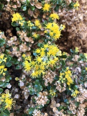Ericameria cuneata spathulata