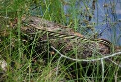 Thamnophis proximus rubrilineatus
