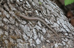 Plestiodon tetragrammus