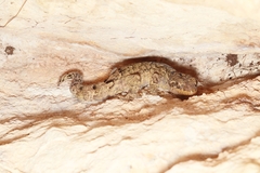 Thecadactylus rapicauda
