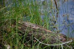 Thamnophis proximus rubrilineatus