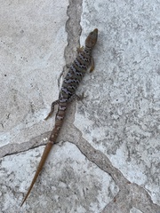Gerrhonotus infernalis