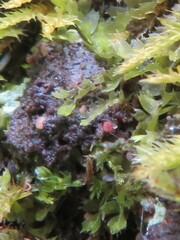 Lophocolea bidentata