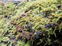 Racopilum cuspidigerum