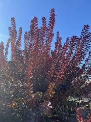 Cotinus