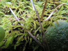 Racopilum cuspidigerum